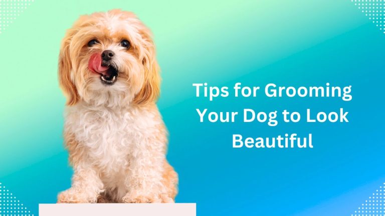 Tips for Grooming Your Dog to Look Beautiful