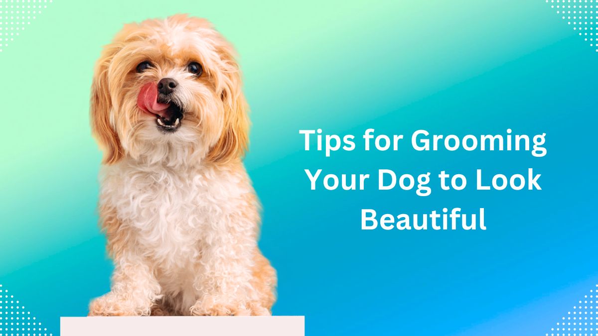 Tips for Grooming Your Dog to Look Beautiful