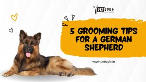 5 Grooming Tips for a German Shepherd