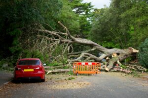 tree removal services in Huntington Beach, CA